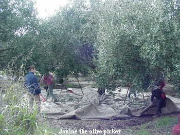 Janine the olive picker Janine the olive picker