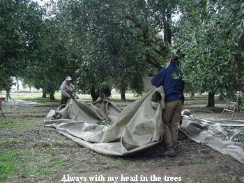 Always with my head in the trees Always with my head in the trees