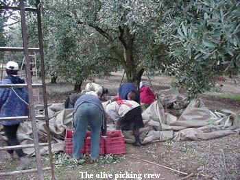 The olive picking crew