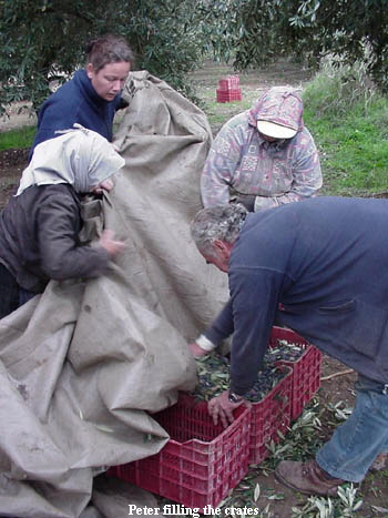 Peter filling the crates