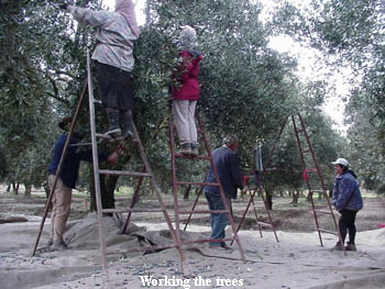 Working the trees Working the trees