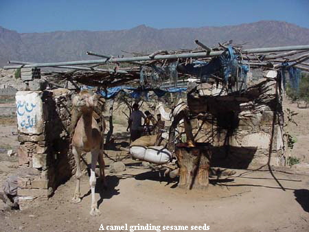 A camel grinding sesame seeds
