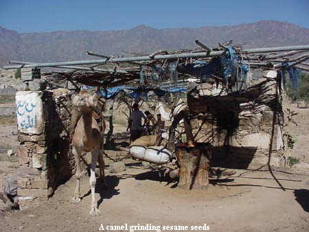 A camel grinding sesame seeds A camel grinding sesame seeds