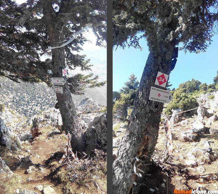 Trail Junction to the top of Artemisio Mountain