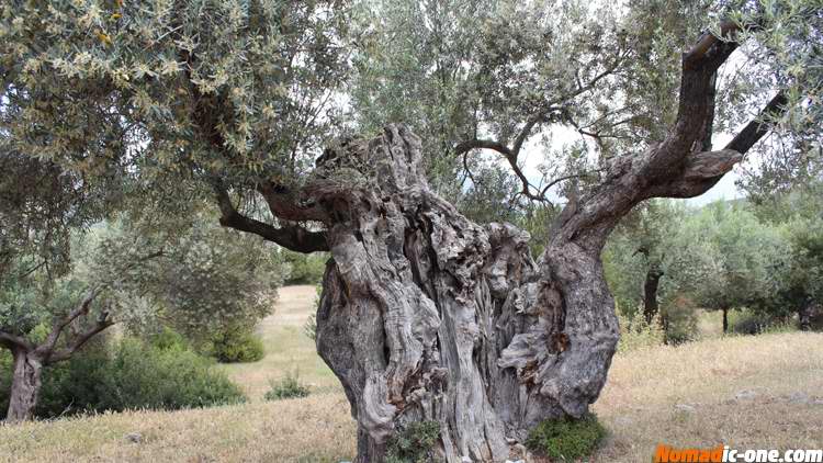 Olive Trees near Prophet Elias Church near Nafplio Peloponesse Agrolidas Greece