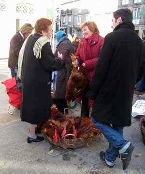 Chicken at market Praza de abastos in Santiago de Compostela in Galicia - Spain