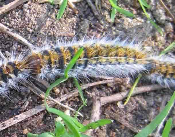 Caterpillars on the move in Portugal