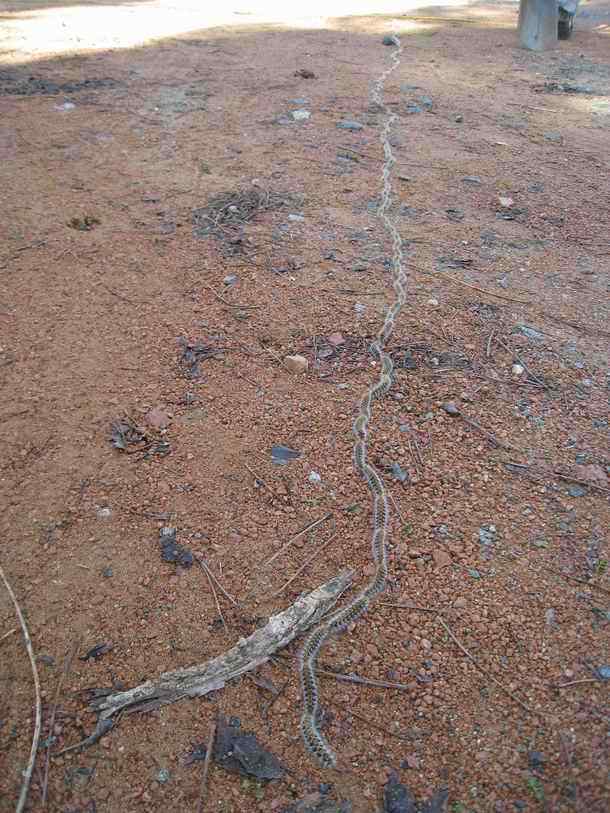 Processionary Caterpillars on the move in Portugal