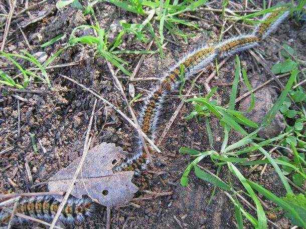 Processionary Caterpillars - causing quite an itch