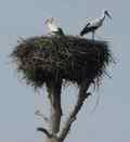 White stork in Extremadura in Spain 