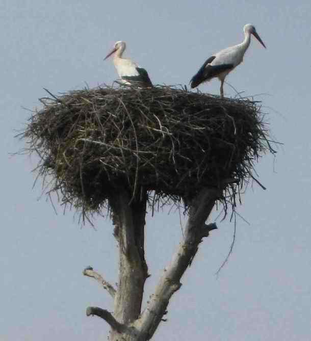 White stork birds in Merida in Extremadura along the Guadiana river in Spain