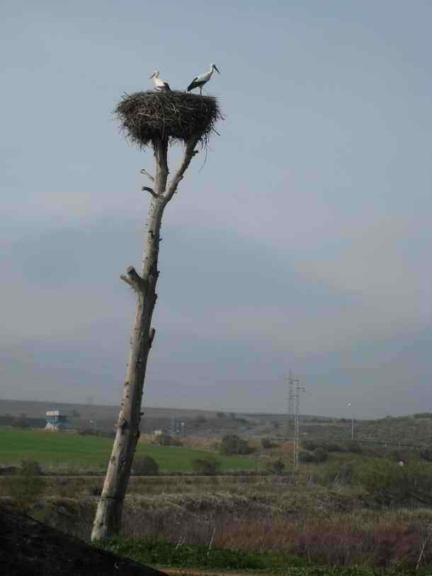 White stork birds in a dead tree in Merida in Extremadura in Spain