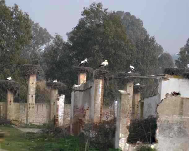 White stork birds in abandoned factory in Merida, Extremadura in Spain